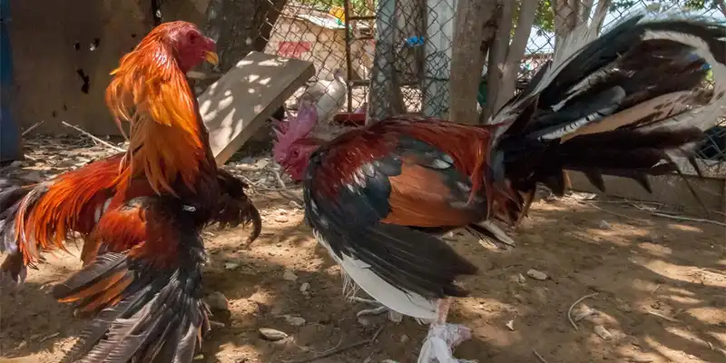 Thông tin sơ lược về đá gà cúp C1