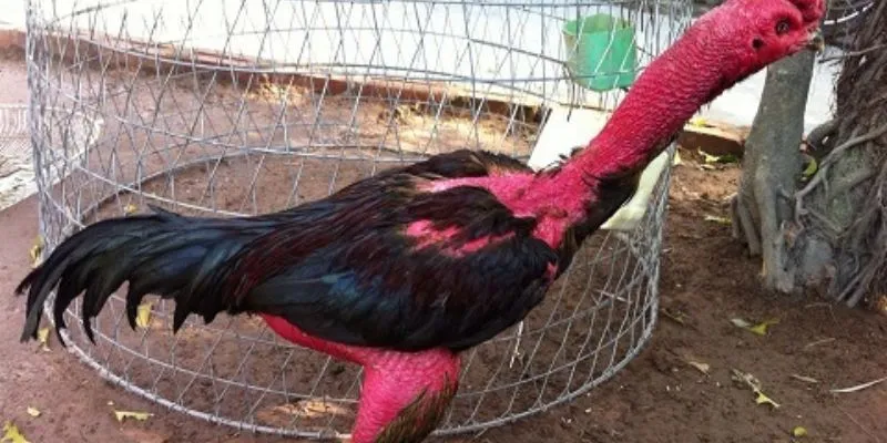 Vài nét cơ bản về nguồn gốc