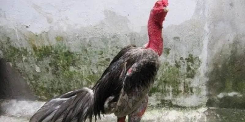 Những nét cơ bản về giống gà